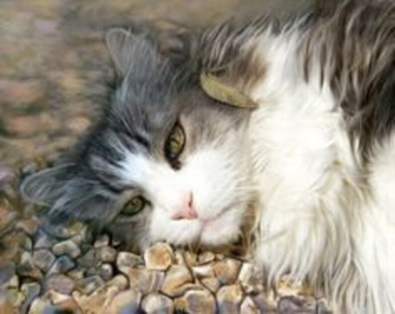 Op de afbeelding: Een grijs-witte kat met groene ogen ligt op een bed van kleine, grijze stenen. De vacht van de kat is nat en hij lijkt te rusten.