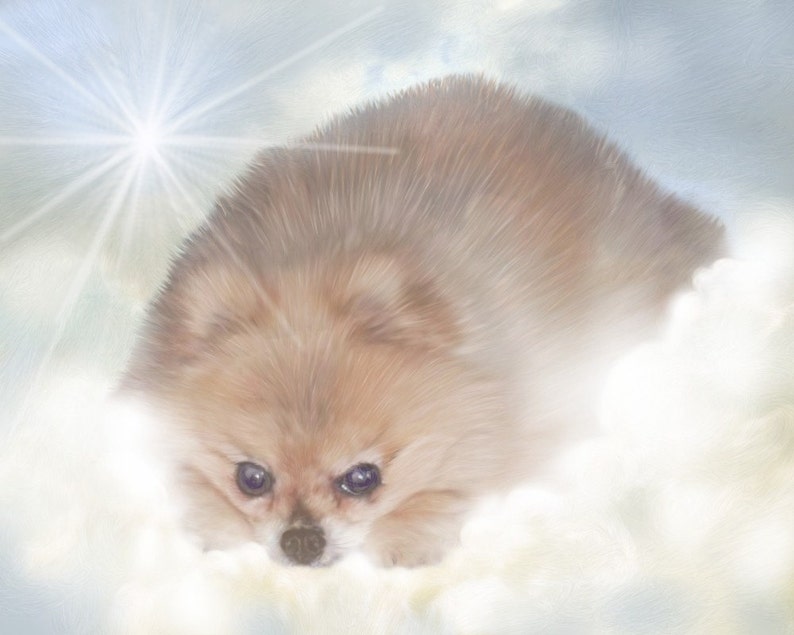 May include: A light brown Pomeranian dog resting on a cloud, with a bright light in the background. The dog has dark eyes and a fluffy coat. The image has a soft, dreamy quality.