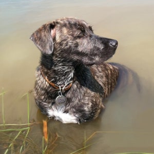 Op de afbeelding: Een gestroomde hond met een bruine leren halsband en een zilveren tag met de tekst "Bella" zwemt in een ondiep waterlichaam. De hond kijkt naar rechts van het frame.