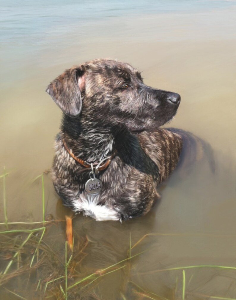 Op de afbeelding: Een gestroomde hond met een bruine leren halsband en een zilveren tag met de tekst "Bella" zwemt in een ondiep waterlichaam. De hond kijkt naar rechts van het frame.