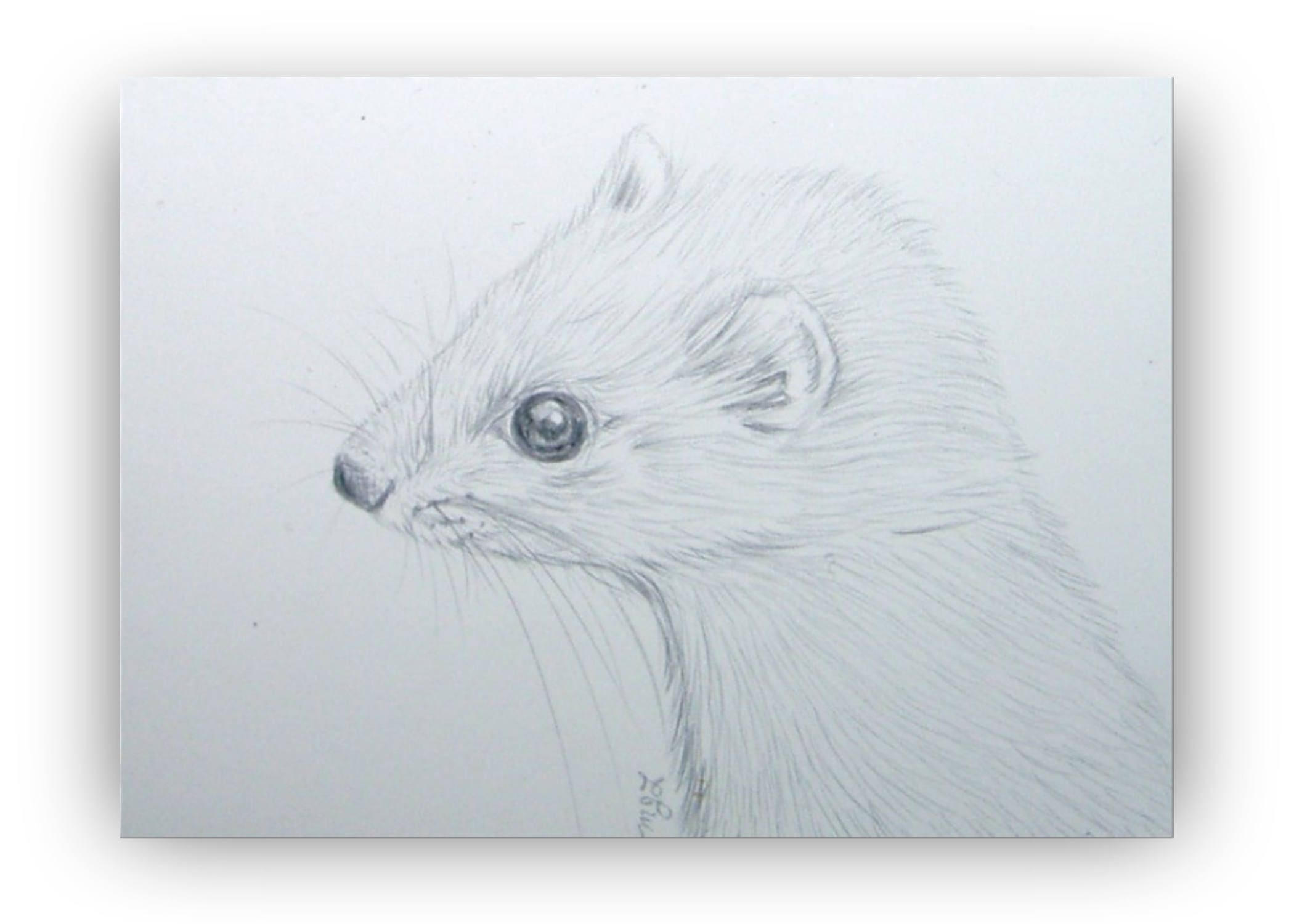 イタチのアート、シルバーポイントの絵、フェレットのアートワーク