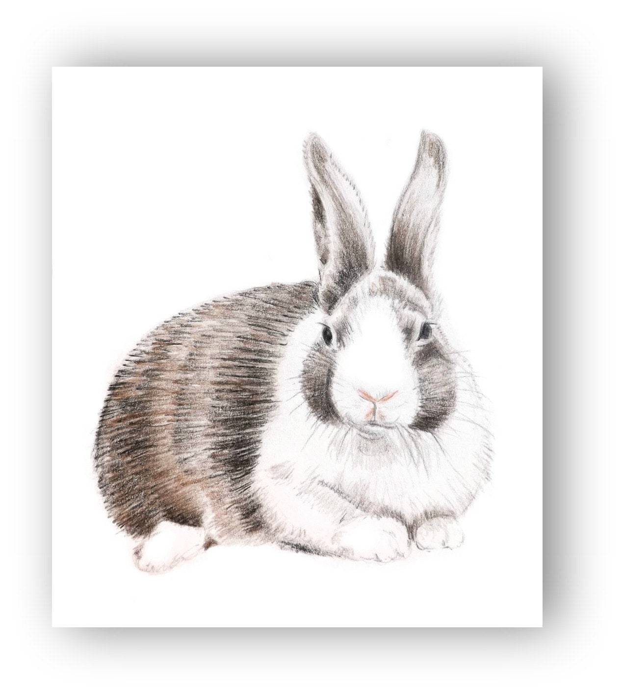 How to draw a hare using a pencil How to draw a hare using a pencil