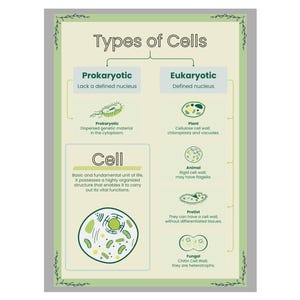 Affiche en rouleau de biologie botanique : types de cellules, décoration pour la classe, affiche éducative