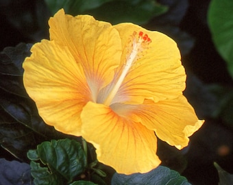 Yellow Hibiscus, Hawaii. Fine Art Print