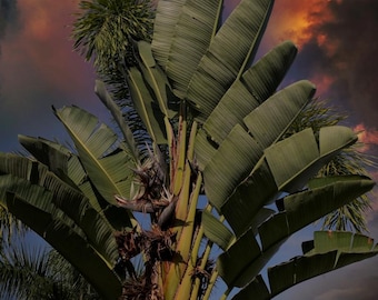 Hawaii Large White Bird of Paradise - Canvas Art Print - Ready to hang