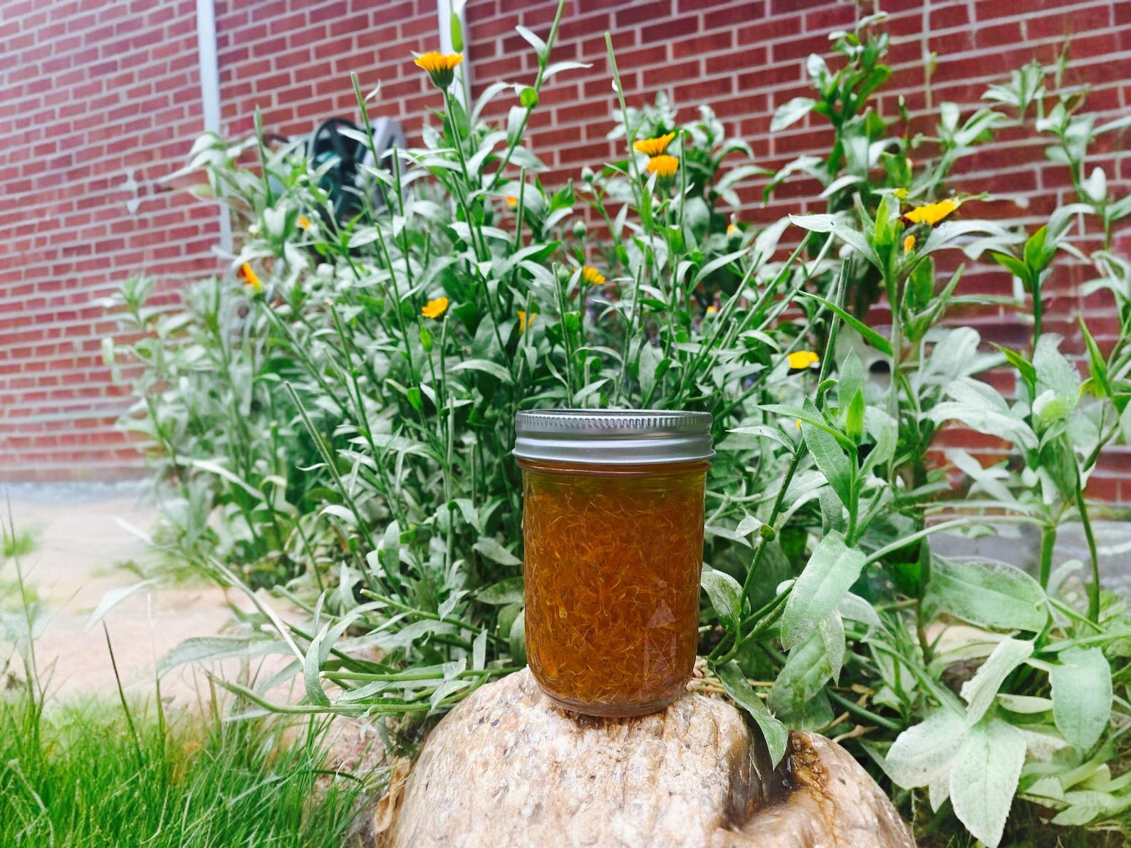 Solar Infused Calendula Oil - Etsy