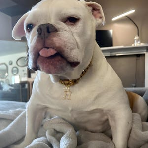 Coleira de corrente personalizada para cachorro, Coleira de corrente personalizada para cachorro, Colar leve com elos cubanos para cachorro, Coleira de corrente dourada com letras