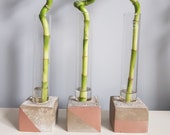 Concrete and test tube industrial vase with lucky bamboo