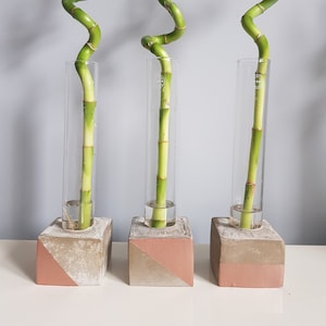 Concrete and test tube industrial vase with lucky bamboo