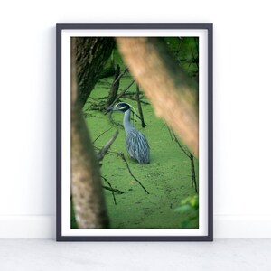Blue Heron Wall Art, Swamp Bird Photography, Nature Wildlife Print, Wetland Decor, Bird Watching Gift, Serene Outdoor Landscape Photo