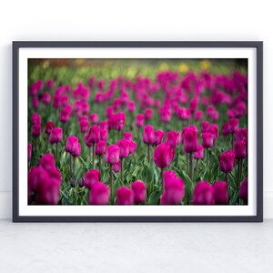 Purple Tulips Wall Art, Vibrant Flower Field Photography Print, Spring Botanical Decor, Close-Up Floral Landscape, Garden Bloom Photo