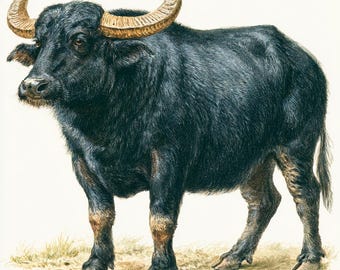 May include: A detailed illustration of a water buffalo with thick, dark black fur and large, curved, light-colored horns. The animal stands in profile, showing its sturdy build, cloven hooves, and light brown markings on its lower legs.