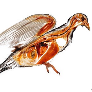 Pigeon bird anatomy - anatomical plastination morphology specimen - print