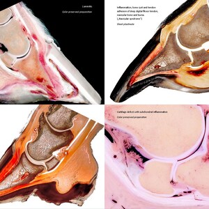 May include: Four close-up images of a horse's hoof showing the internal anatomy. The images show different stages of inflammation and cartilage damage. The images are labeled with the stage of inflammation and the type of preparation used.