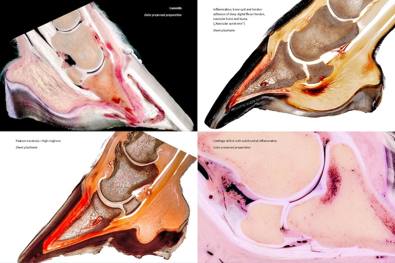 May include: Four close-up images of a horse's hoof showing the internal anatomy. The images show different stages of inflammation and cartilage damage. The images are labeled with the stage of inflammation and the type of preparation used.