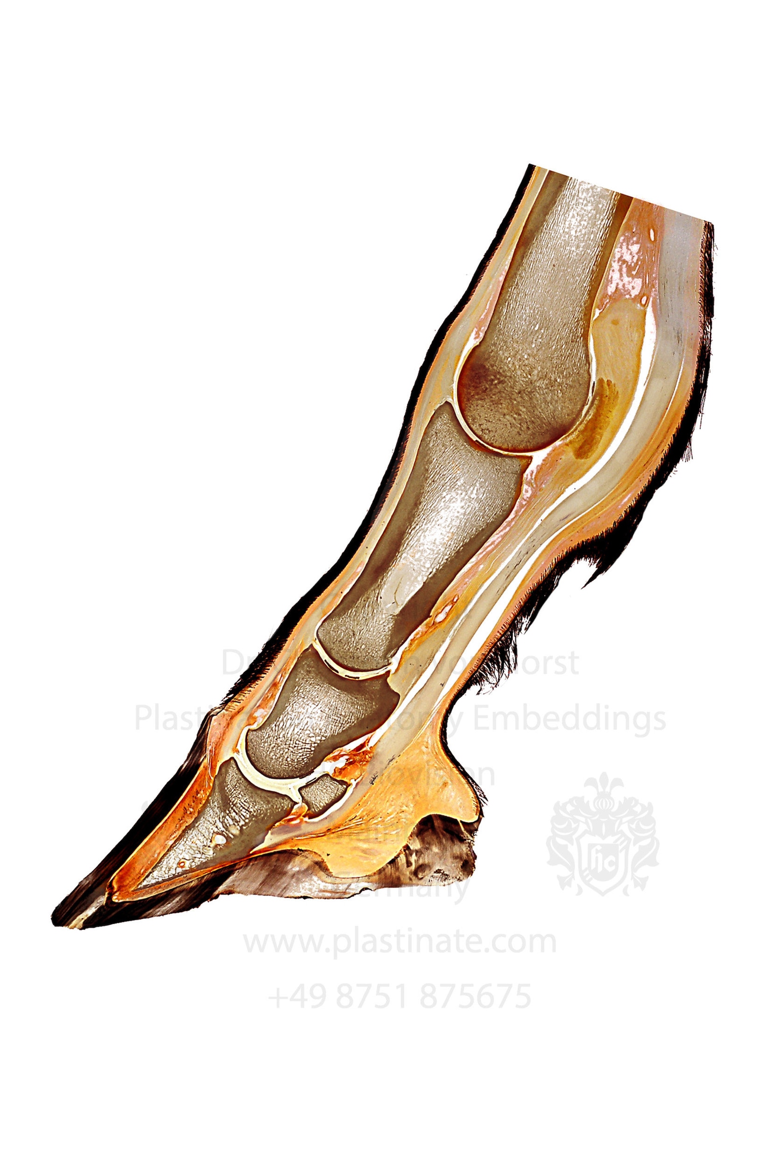 Horse Foot Anatomy Equine Distal Limb Sectional Anatomy Hoof Etsy
