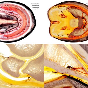 Sabot équin Livret PLASTINATION. 8e ÉDITION Robuste Images scientifiques d'anatomie et de pathologie du pied de cheval. Des informations authentiques sur les sabots image 3