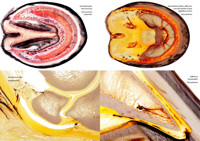 Plastination Pferdehuf. Extra-robustes Ringbuch zur Anatomie und Pathologie der Pferdezehe. Direkt am Pferd zeigen was im Huf los ist. Bild 3