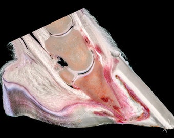 Equine laminitis foundered horse hoof distal limb coffin bone horn capsule rotation pathology plastination image print