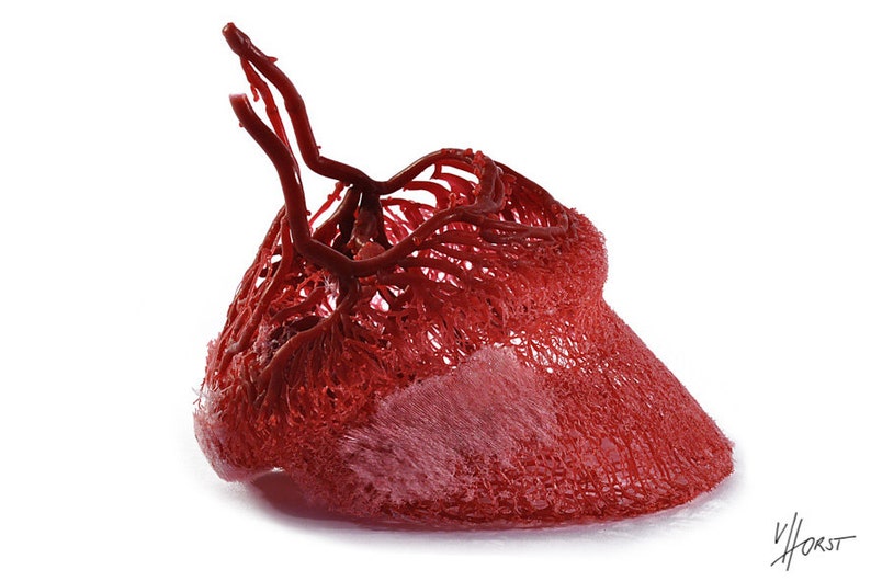 Equine hoof blood vessel cast hoof venogram corium Etsy