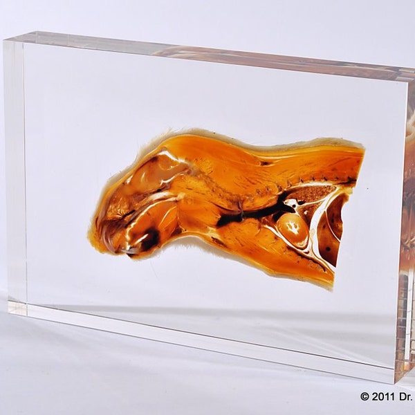 Real anatomical rat plastinate - plastinated anatomy specimen - plastination art