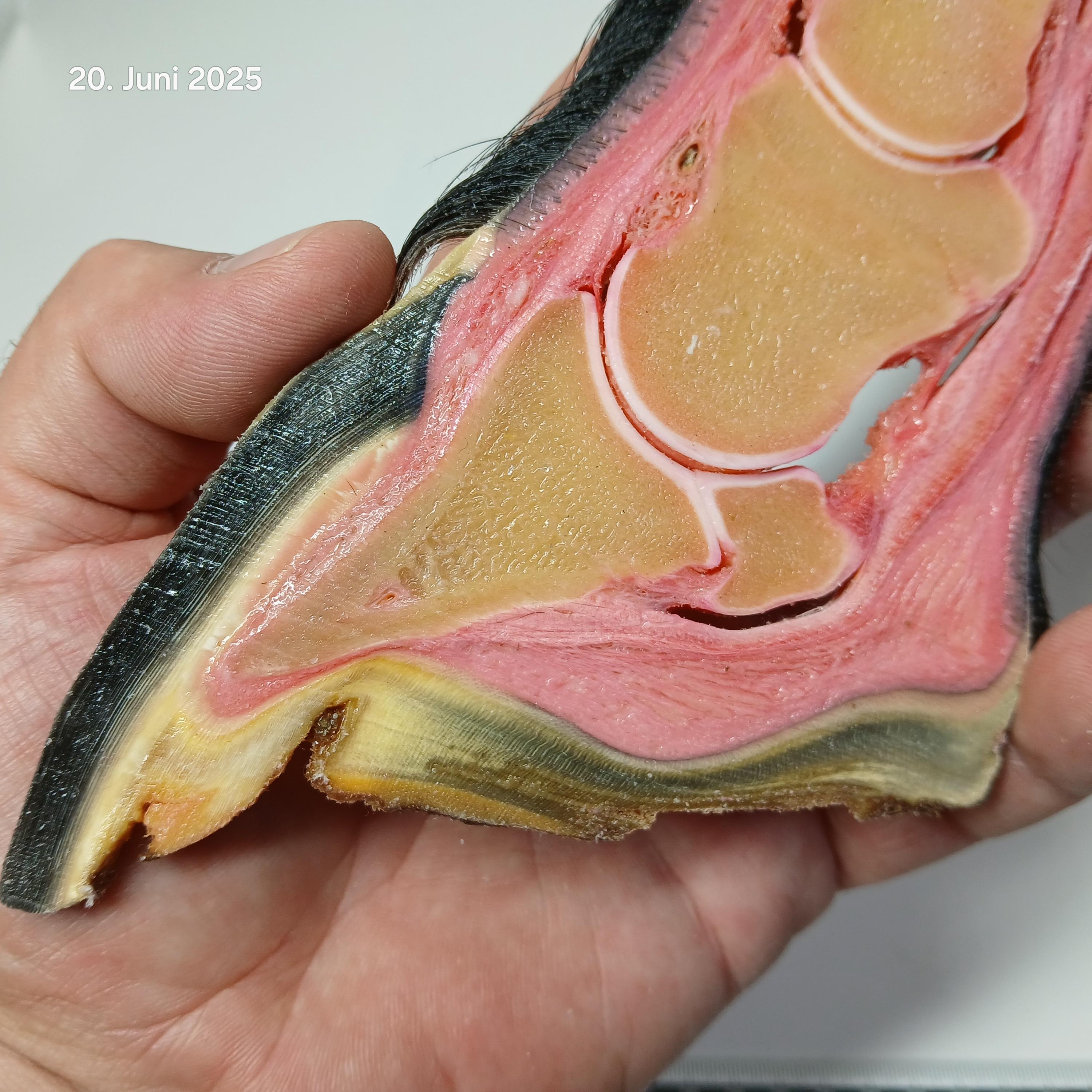 Horse hoof anatomy Biodur S10 silicone plastination. Standard plastination technique invented by Dr. Gunther von Hagens. AIAPA offer.