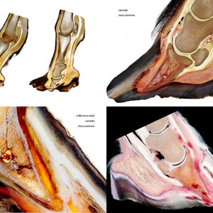 Plastination Pferdehuf. Extra-robustes Ringbuch zur Anatomie und Pathologie der Pferdezehe. Direkt am Pferd zeigen was im Huf los ist. Bild 5