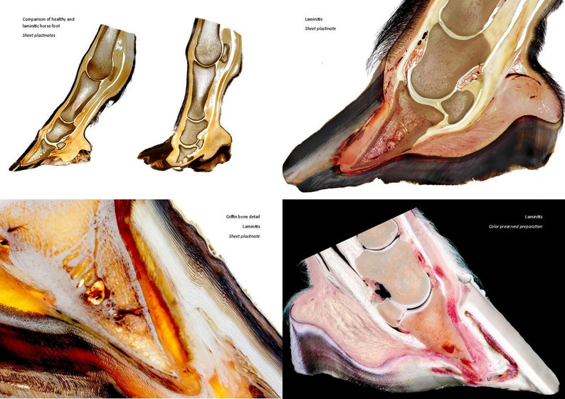 Sabot équin Livret PLASTINATION. 8e ÉDITION Robuste Images scientifiques d'anatomie et de pathologie du pied de cheval. Des informations authentiques sur les sabots image 5