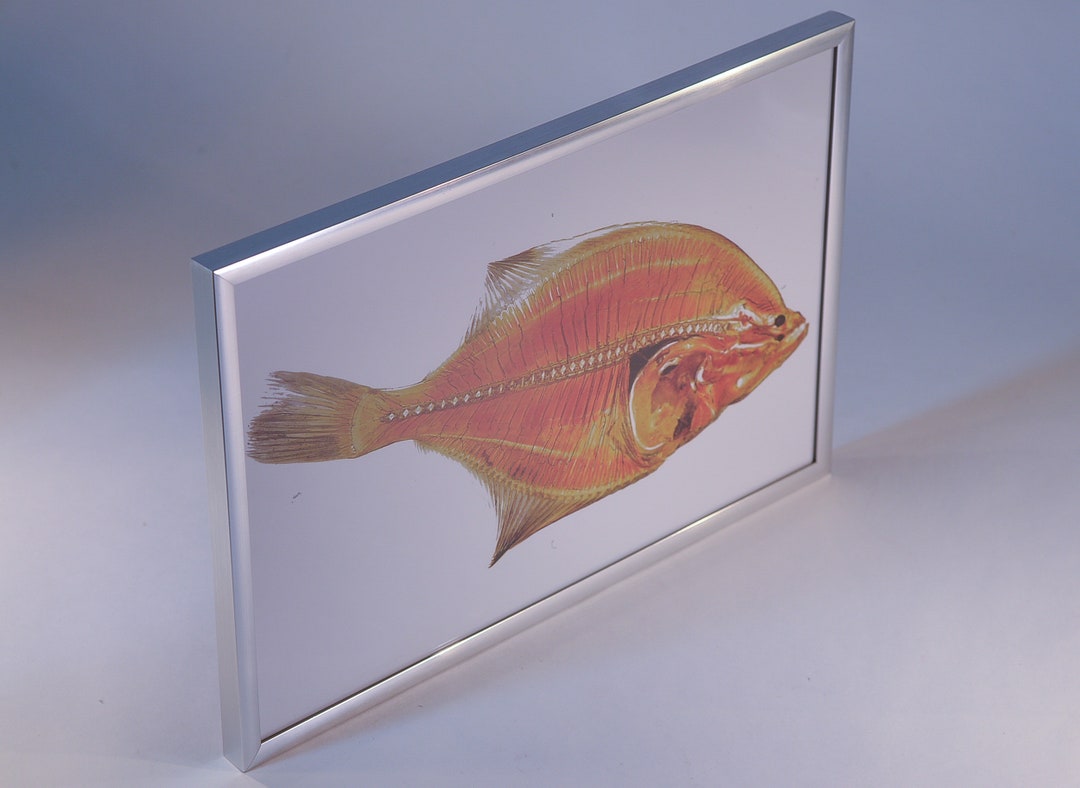 Flounder Anatomy Plastination Print Fish Flatfish Anatomical Specimen