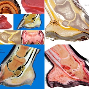 May include: Cross-section of a horse hoof showing the internal anatomy. The hoof is preserved in a clear plastic block, revealing the different layers of tissue. The image is labeled "Equine hoof - Plastination - n.r. fixation - Christoph van  Hurst".