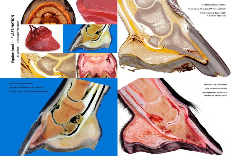May include: Cross-section of a horse hoof showing the internal anatomy. The hoof is preserved in a clear plastic block, revealing the different layers of tissue. The image is labeled "Equine hoof - Plastination - n.r. fixation - Christoph van  Hurst".