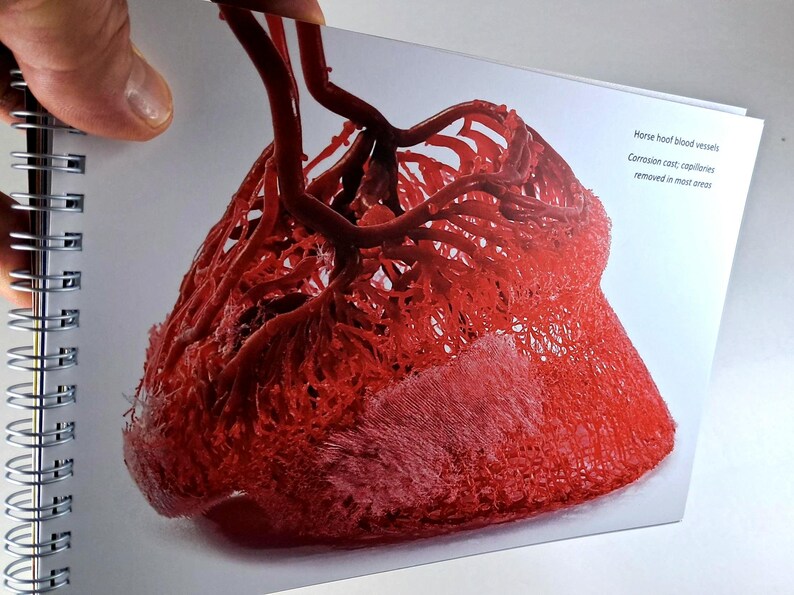 May include: A close-up of a red horse hoof blood vessel cast. The cast is made of a corrosion cast, with the capillaries removed in most areas.
