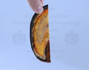 Equine hoof - wax finish TTT- sheet plastinate plastination plastinated anatomical wet specimen