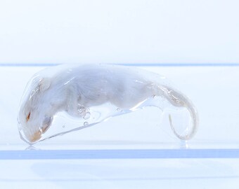 Mouse plastinate - real life anatomy plastination