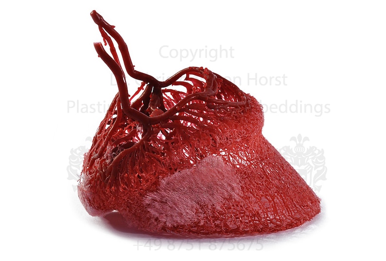 Equine hoof blood vessel cast hoof venogram corium vascularisation image print image 1