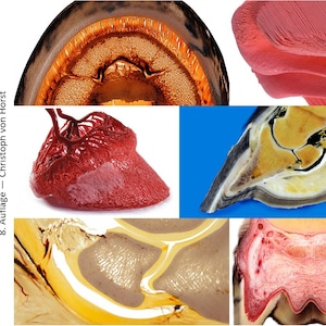 May include: Close-up images of a horse hoof, showing the internal structure and blood vessels. The images are labeled "PLASTINATION - Equine hoof - Pferdehufe - 8. Auflage - Christoph von Horst".