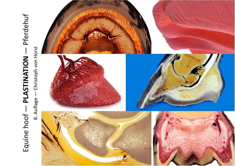 Sabot équin Livret PLASTINATION. 8e ÉDITION Robuste Images scientifiques d'anatomie et de pathologie du pied de cheval. Des informations authentiques sur les sabots image 8