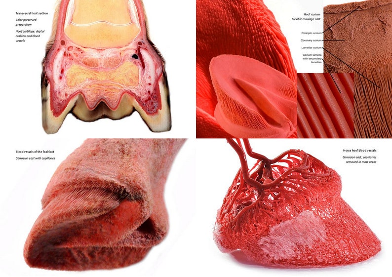 Plastination Pferdehuf. Extra-robustes Ringbuch zur Anatomie und Pathologie der Pferdezehe. Direkt am Pferd zeigen was im Huf los ist. Bild 4