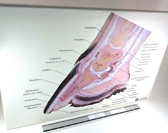 Anatomische anatomie paardenhoef canvasafdruk - leskaart podologie paarden
