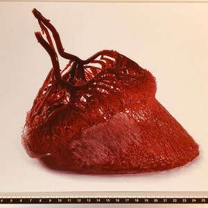 Equine hoof blood vessel cast hoof venogram corium vascularisation image print image 2