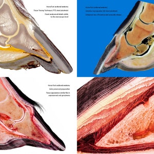 Plastination Pferdehuf. Extra-robustes Ringbuch zur Anatomie und Pathologie der Pferdezehe. Direkt am Pferd zeigen was im Huf los ist. Bild 2