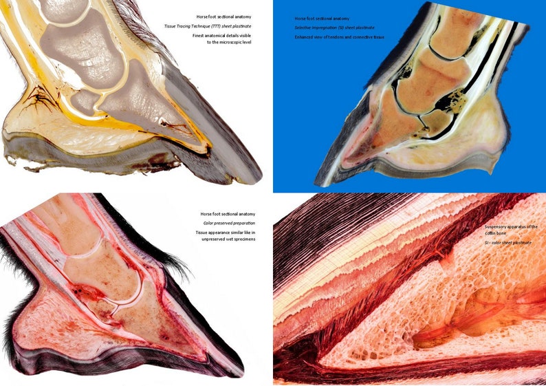 Plastination Pferdehuf. Extra-robustes Ringbuch zur Anatomie und Pathologie der Pferdezehe. Direkt am Pferd zeigen was im Huf los ist. Bild 2