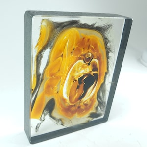 Feline thorax anatomy specimen. Real anatomical plastinate. Plastinated heart anatomical wet specimen AIAPA offer veterinary teaching model.