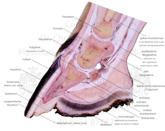 Tableau d'enseignement de l'anatomie du sabot du cheval, image anatomique en coupe de la morphologie du pied du cheval, impression du membre distal du maréchal-ferrant VERSION ALLEMANDE