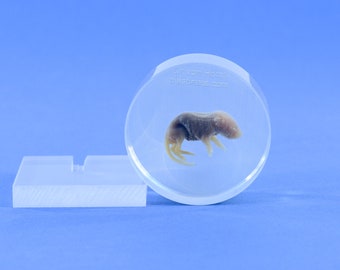 Mouse plastinate - real life anatomy plastination in shapeof an ice hockey puck