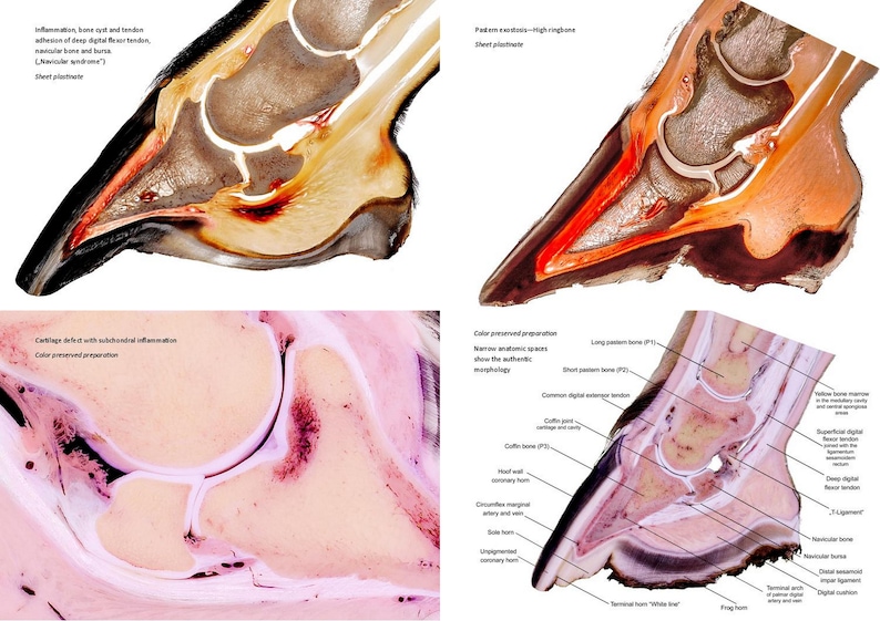 Sabot équin Livret PLASTINATION. 8e ÉDITION Robuste Images scientifiques d'anatomie et de pathologie du pied de cheval. Des informations authentiques sur les sabots image 6