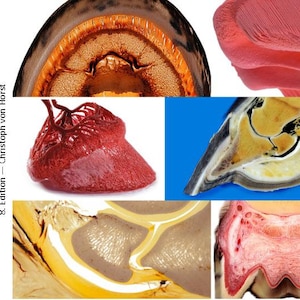 May include: A collage of images showing the internal anatomy of a horse's hoof. The images show the hoof wall, the frog, the sole, and the digital cushion. The images are labeled with the text "Equine hoof - PLASTINATION & Edition - Christoph von Horst".