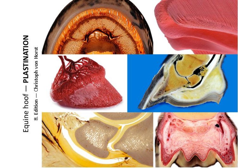 May include: A collage of images showing the internal anatomy of a horse's hoof. The images show the hoof wall, the frog, the sole, and the digital cushion. The images are labeled with the text "Equine hoof - PLASTINATION & Edition - Christoph von Horst".