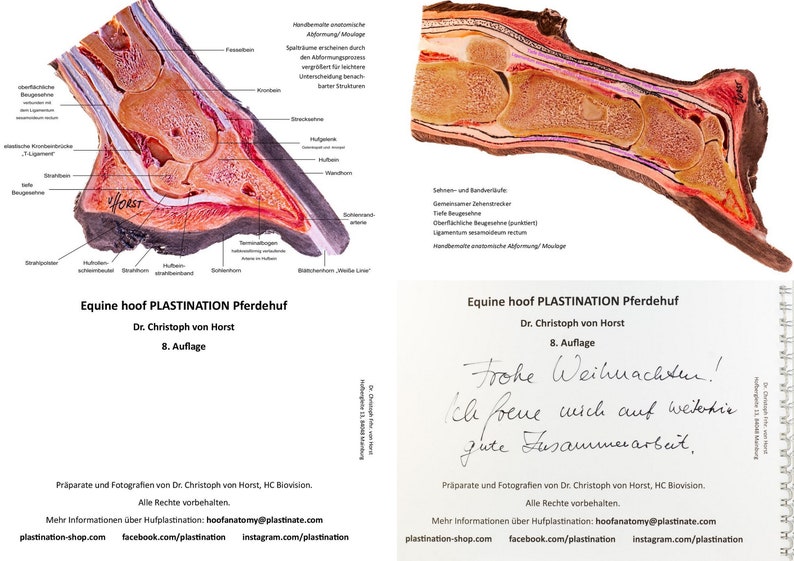 Sabot équin Livret PLASTINATION. 8e ÉDITION Robuste Images scientifiques d'anatomie et de pathologie du pied de cheval. Des informations authentiques sur les sabots image 7