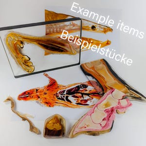 Exclusive Individually Selected Anatomy Plastinate – Scientific Specimen (AIAPA Offer). Real anatomical plastinated wet specimen.